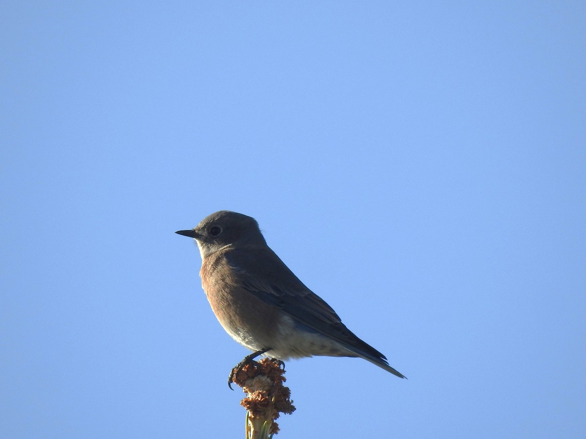 Western Bluebird - ML609504929