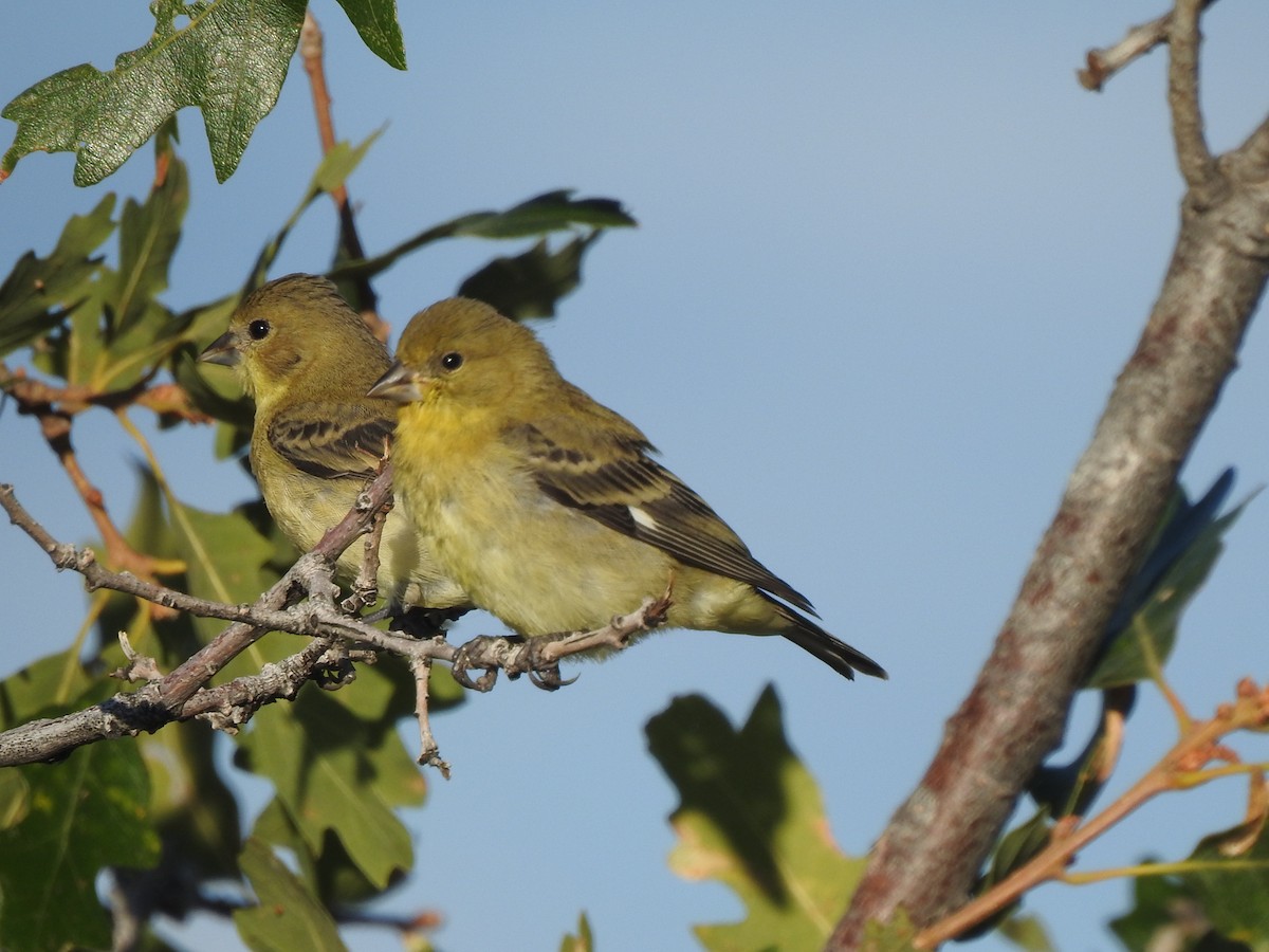 Lesser Goldfinch - ML609504937