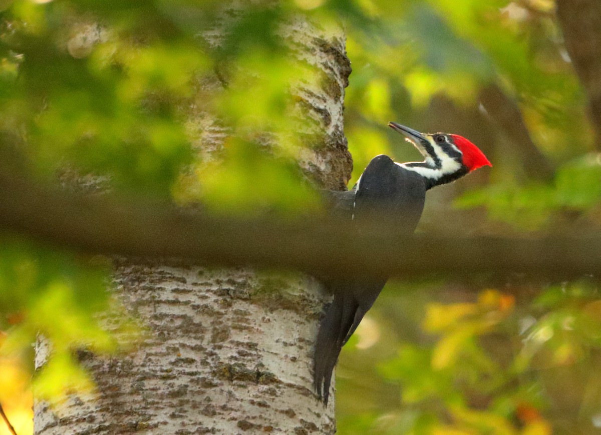 Pileated Woodpecker - ML609504946