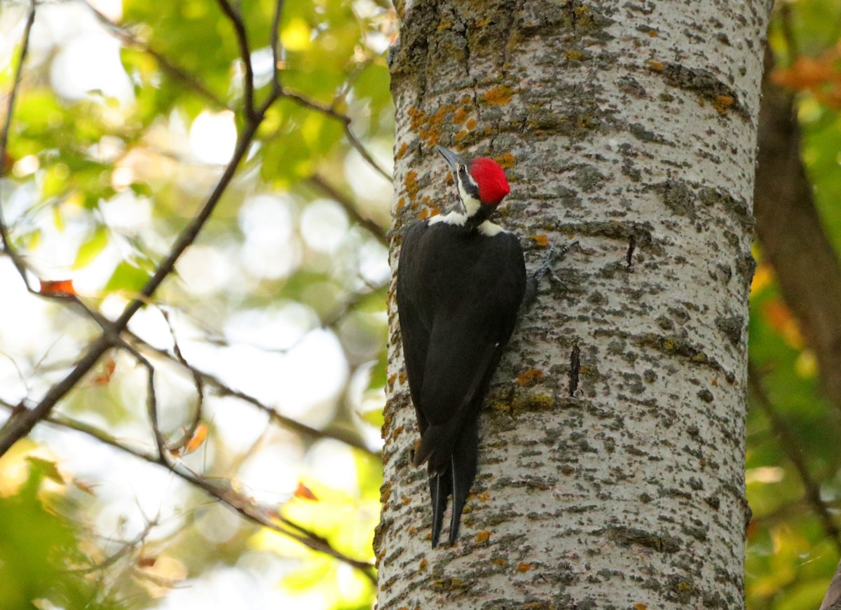 Pileated Woodpecker - David Holmen