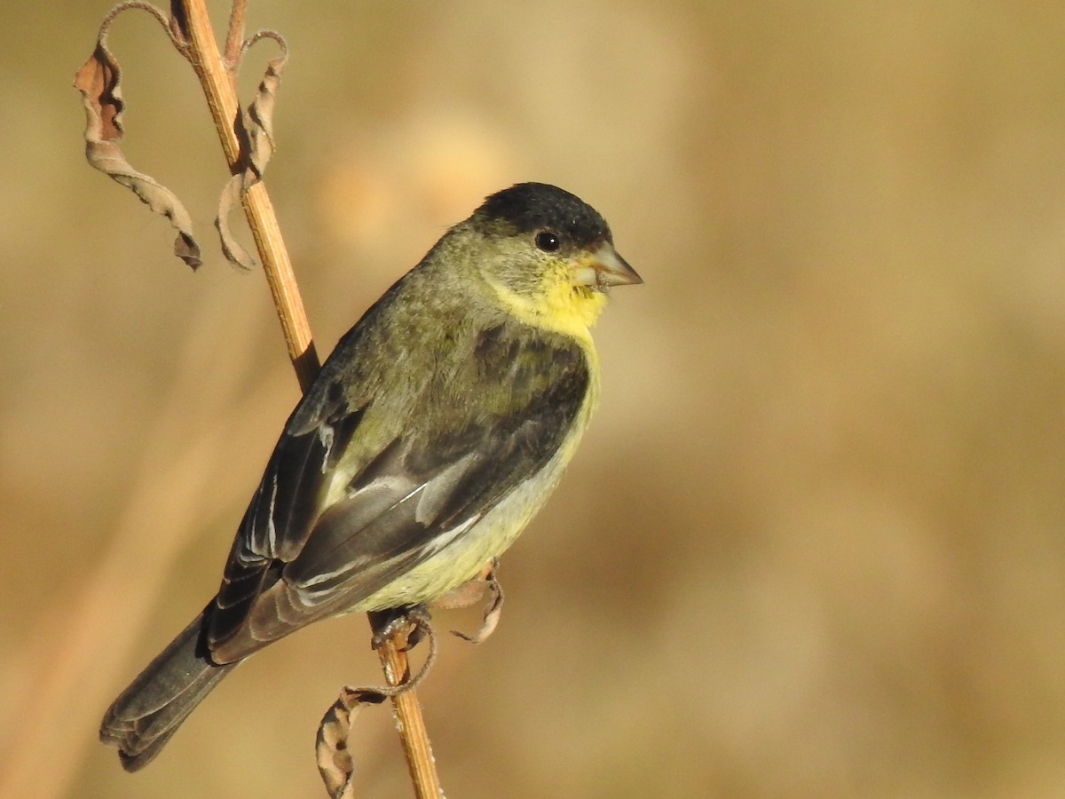 Lesser Goldfinch - ML609504950