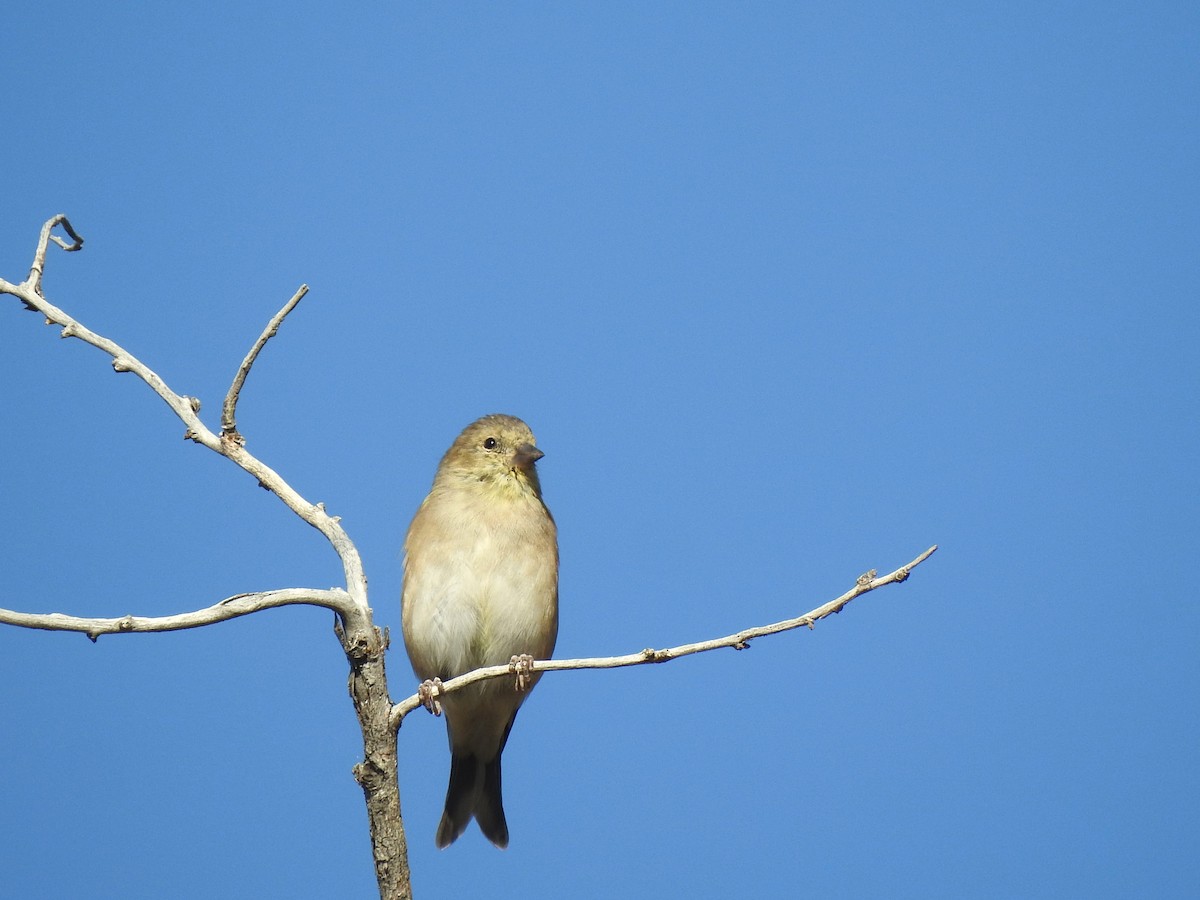 American Goldfinch - ML609504952