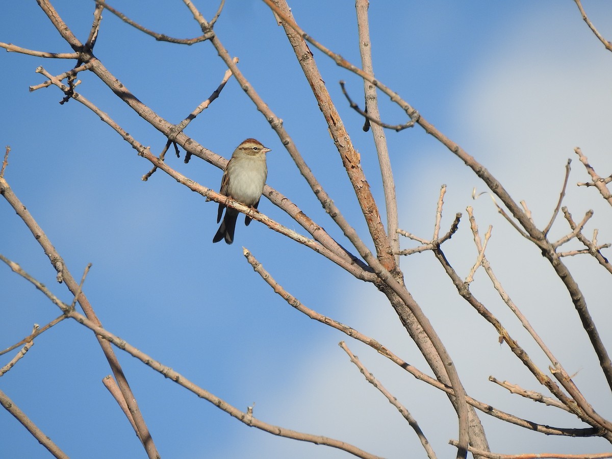 Chipping Sparrow - ML609504958