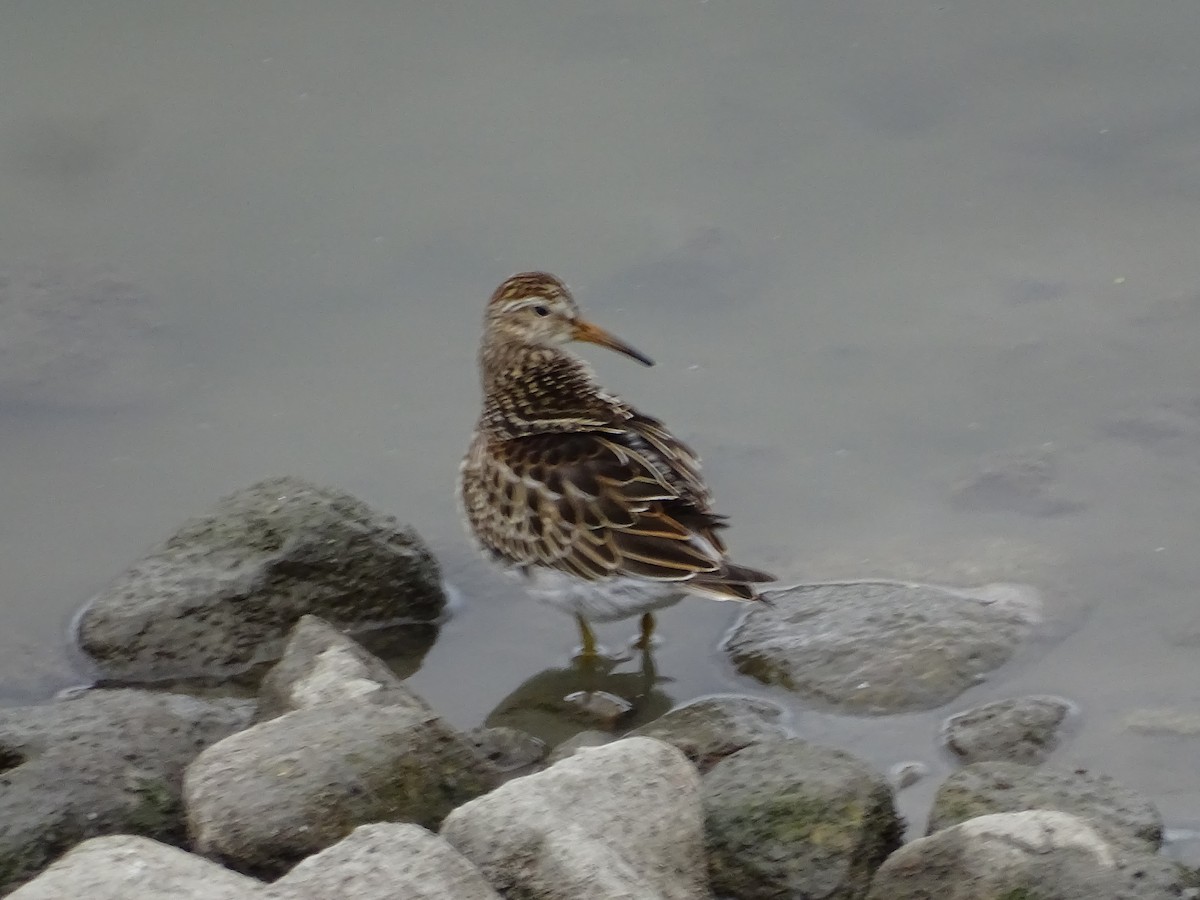 Pectoral Sandpiper - ML609505050