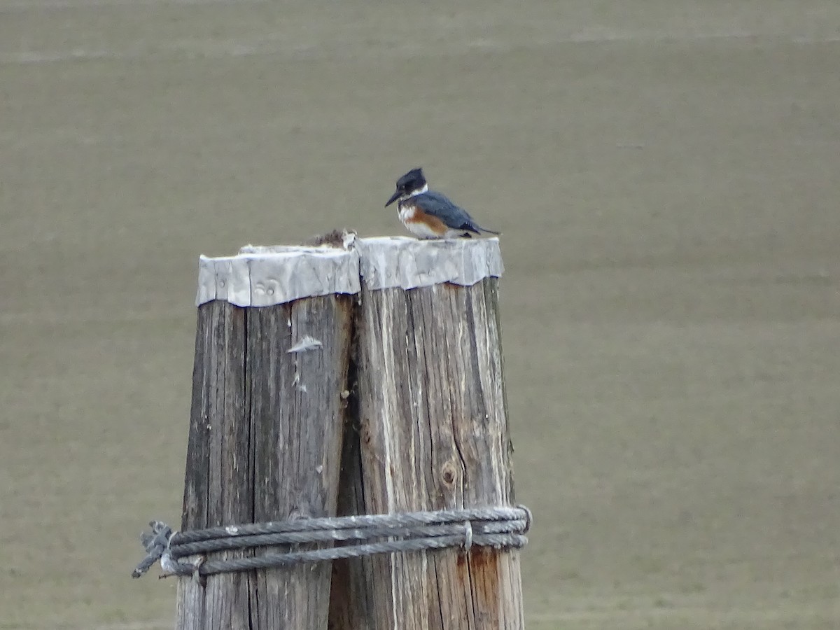 Belted Kingfisher - ML609505087