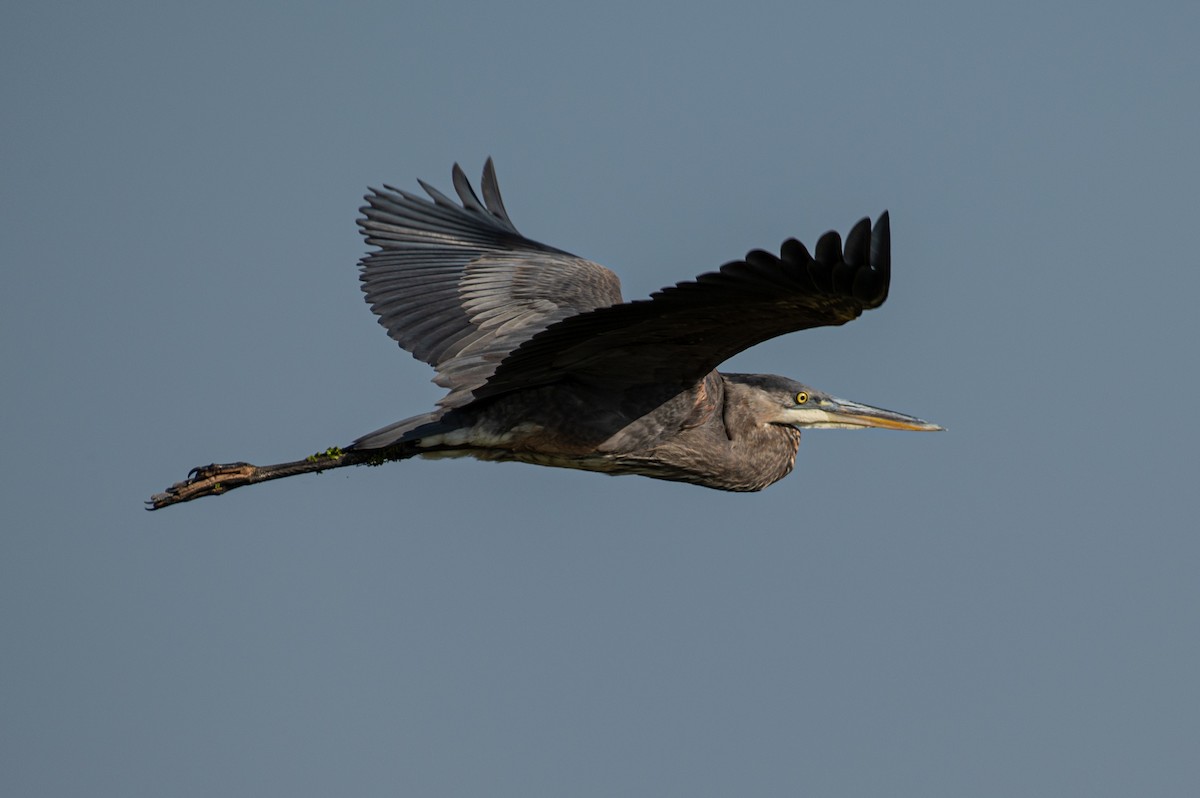 Great Blue Heron - ML609505126