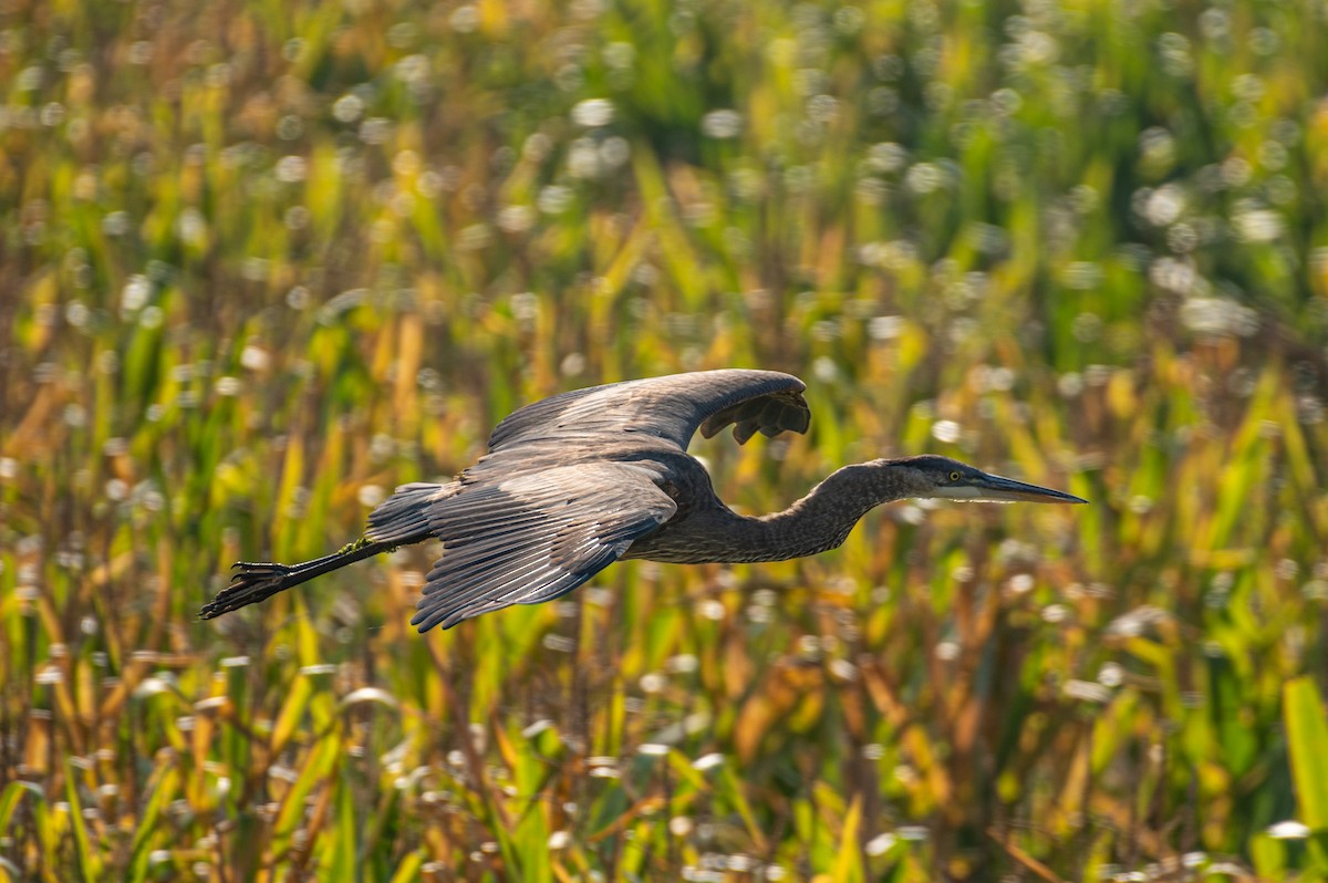 Great Blue Heron - ML609505163