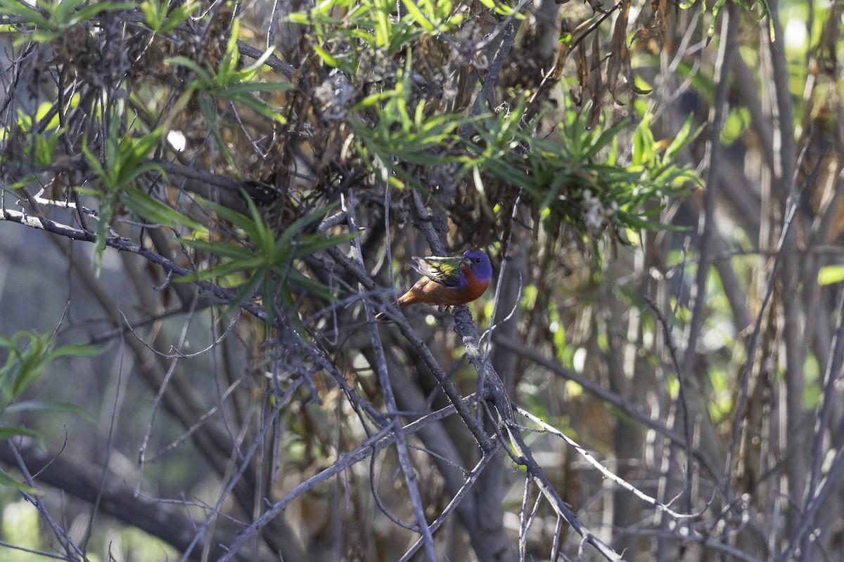 Painted Bunting - Anthony Gliozzo