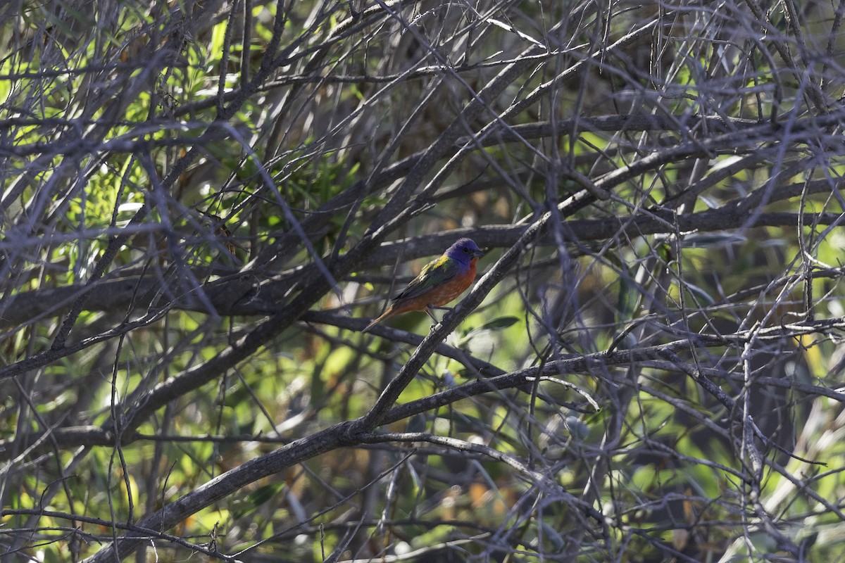 Painted Bunting - Anthony Gliozzo