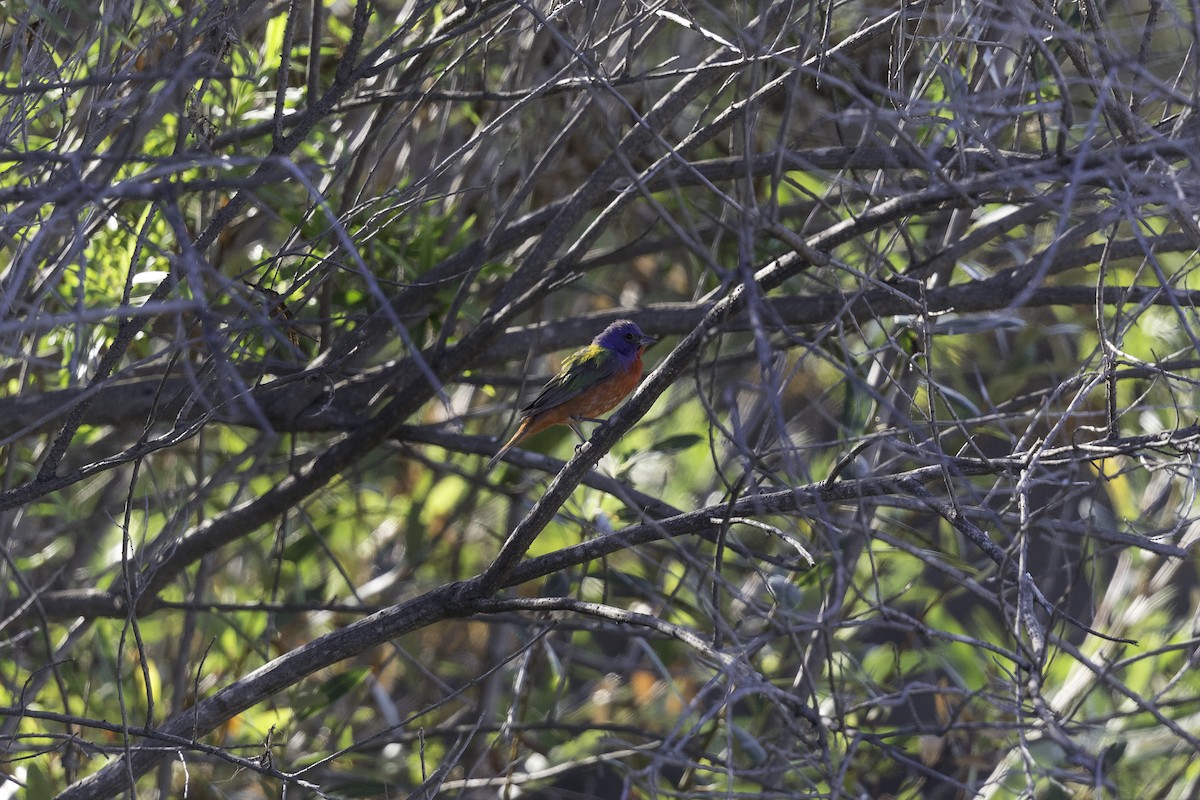 Painted Bunting - Anthony Gliozzo