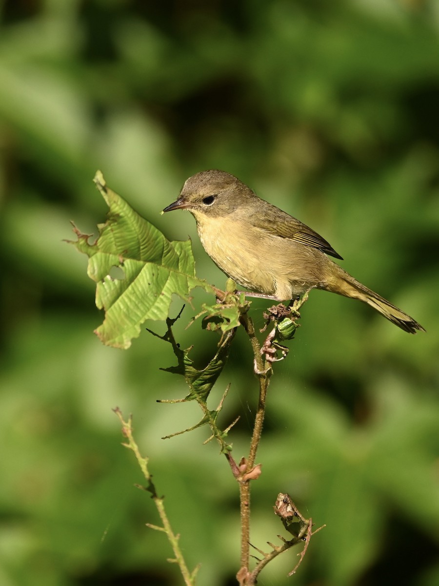 Common Yellowthroat - ML609505205