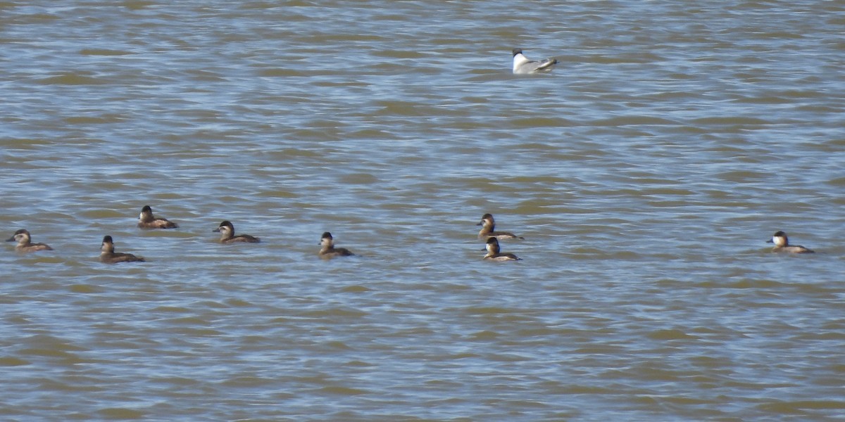 Ruddy Duck - ML609505206