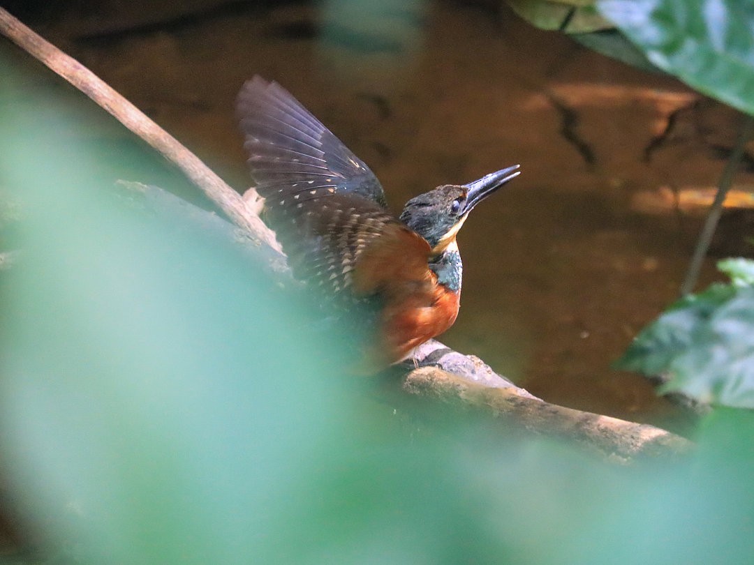 Green-and-rufous Kingfisher - ML609505331