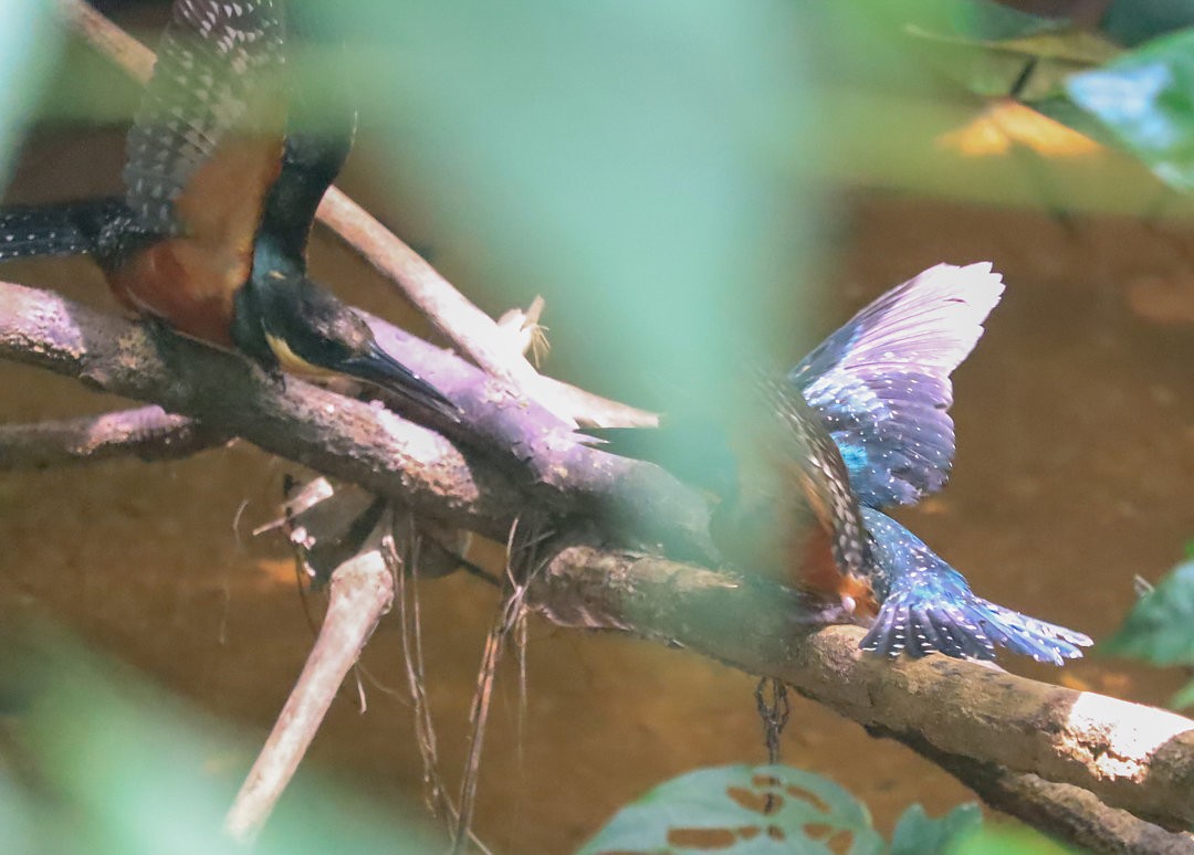 Green-and-rufous Kingfisher - ML609505332