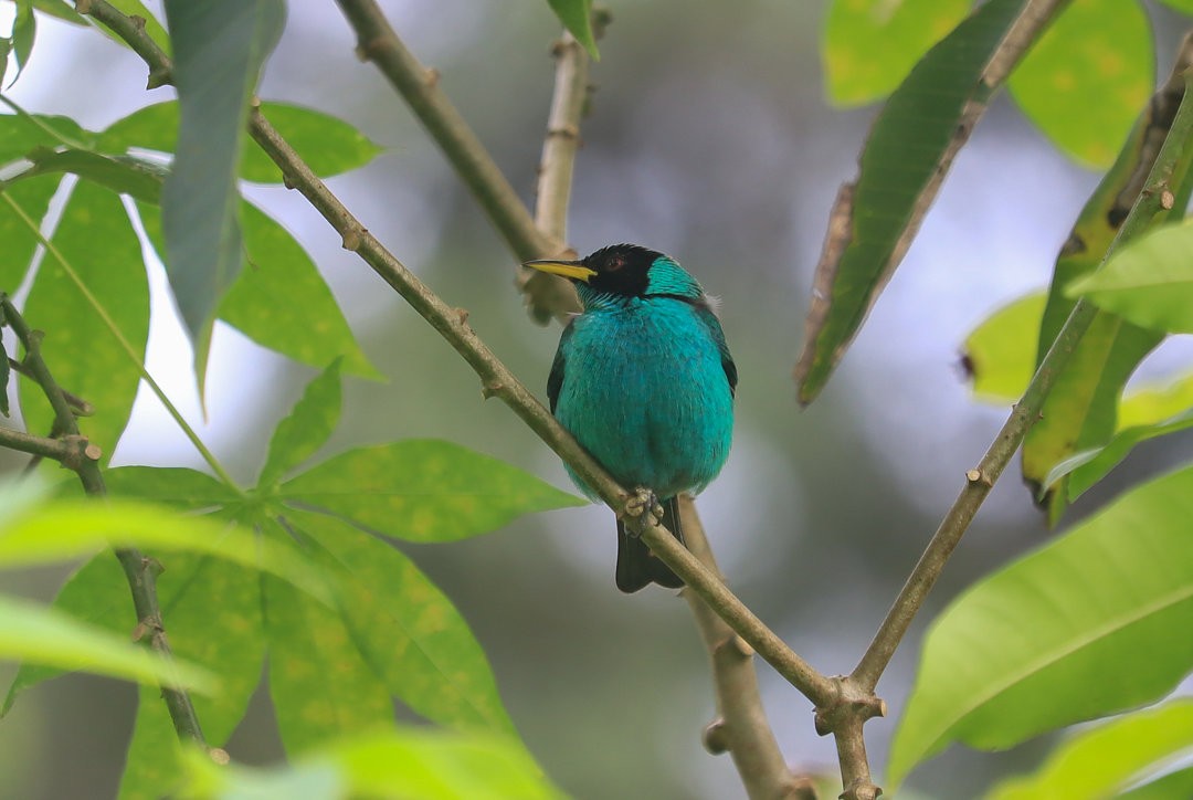 Green Honeycreeper - ML609505345