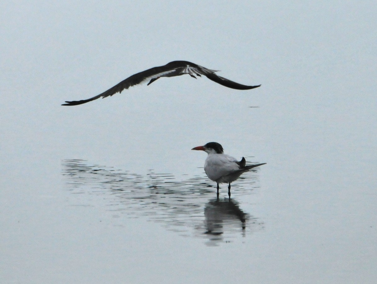 Caspian Tern - marvin hyett