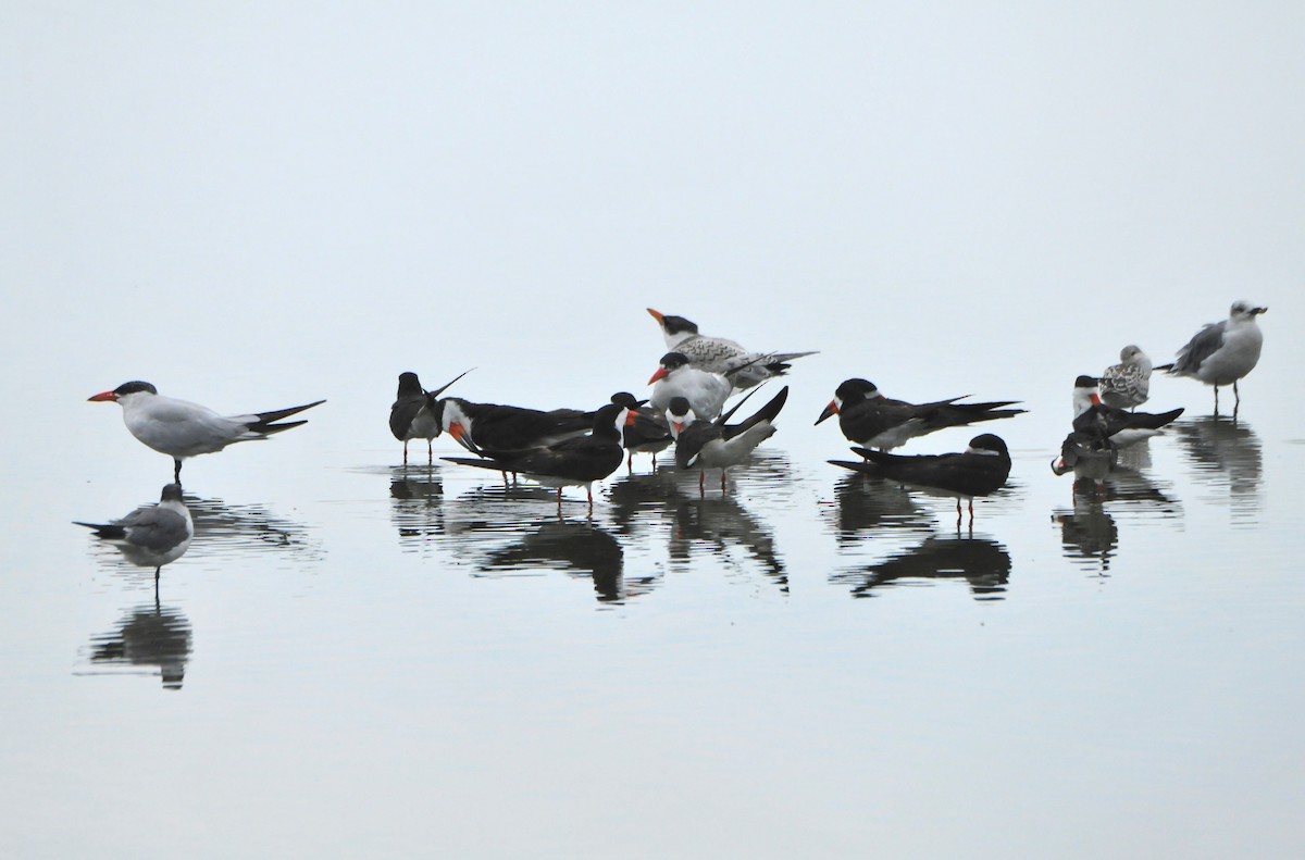 Caspian Tern - ML609505376