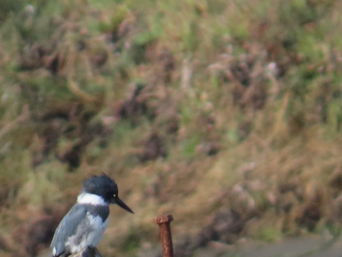 Belted Kingfisher - ML609505567