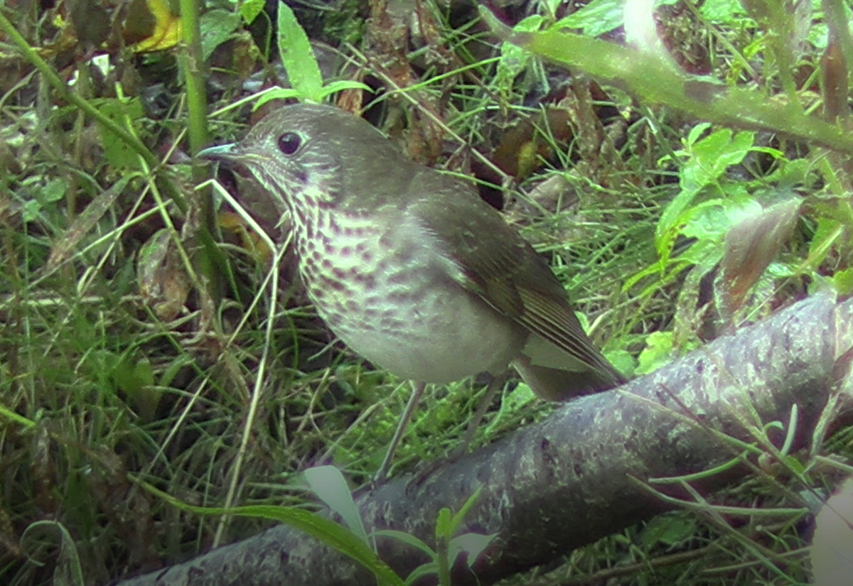 Gray-cheeked Thrush - ML609505568