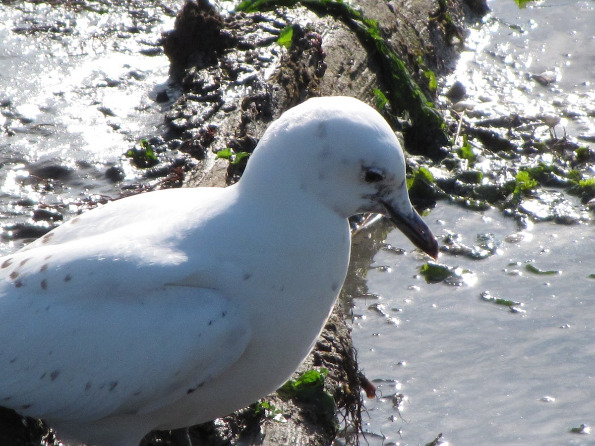 Gaviota Marfileña - ML609505577