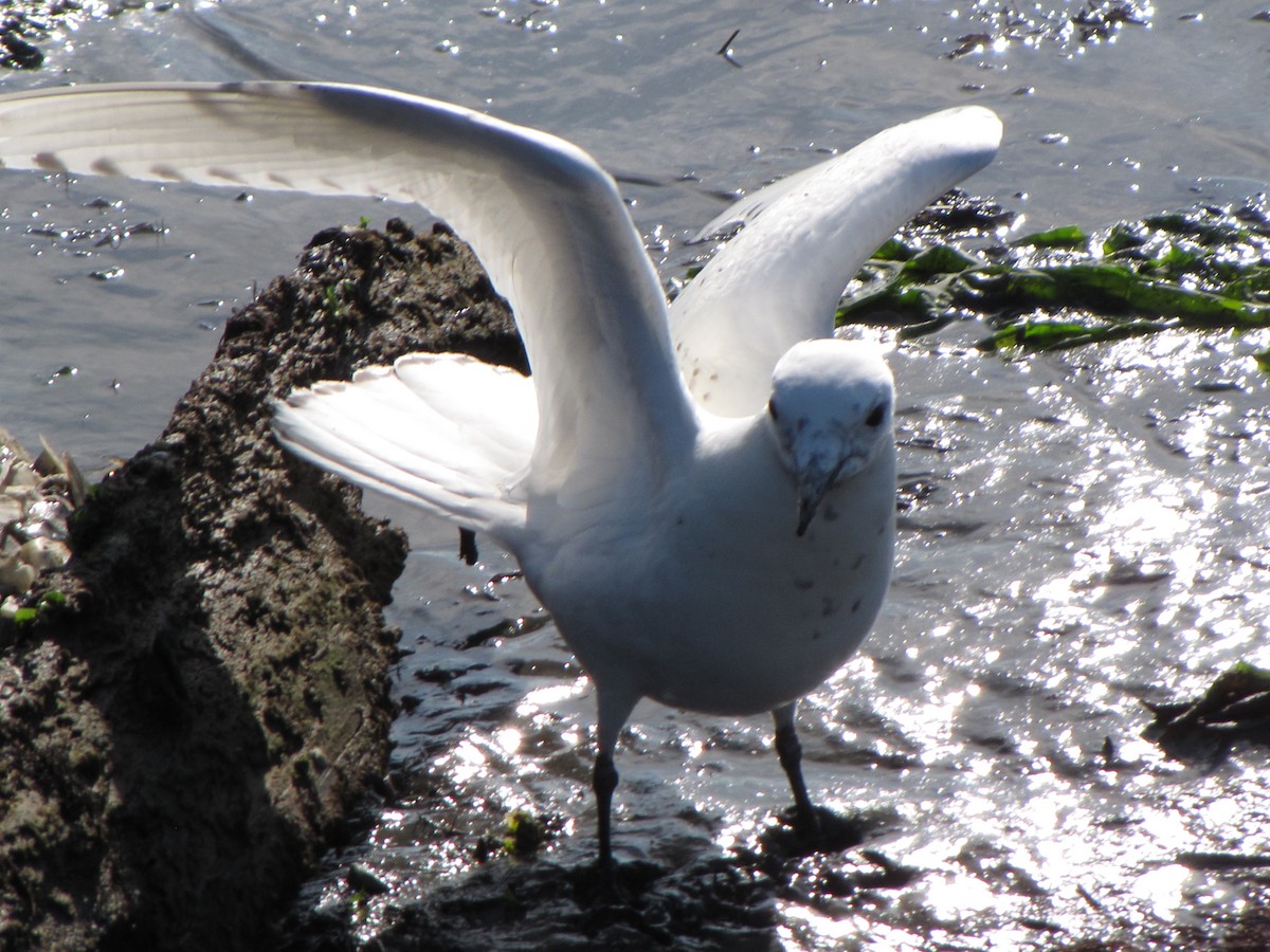 Ivory Gull - ML609505578