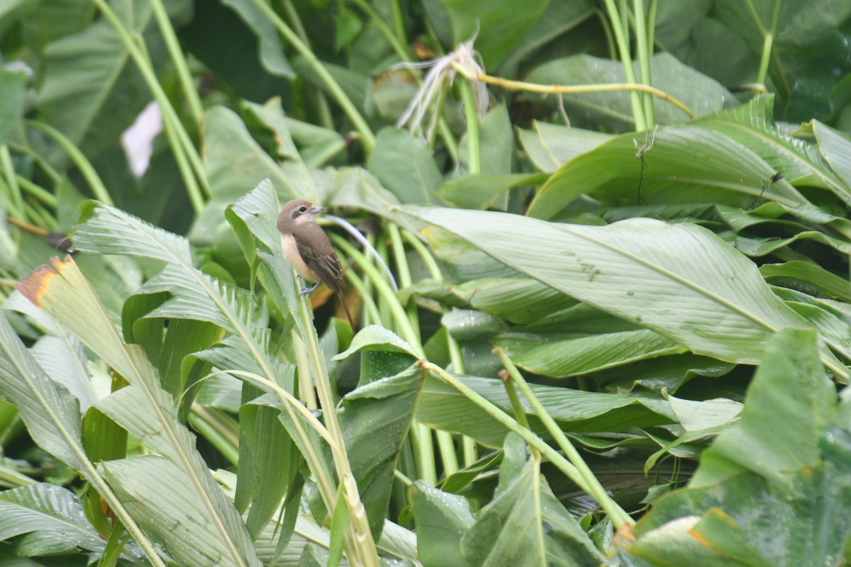 Brown Shrike - ML609505592