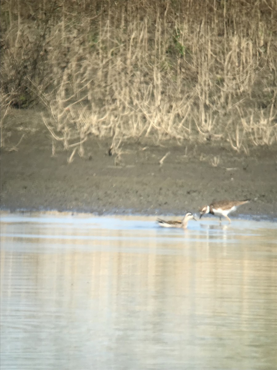 Red-necked Phalarope - ML609505687