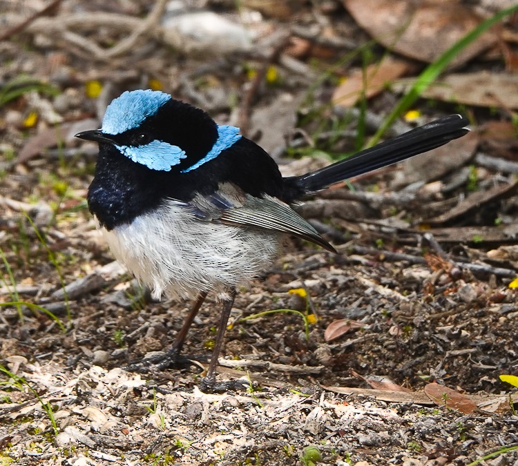 Superb Fairywren - Arden Anderson