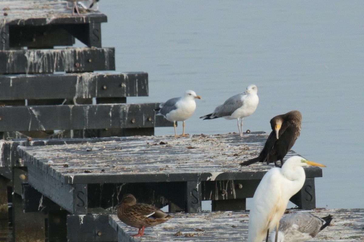 Yellow-legged Gull - Jan Roedolf