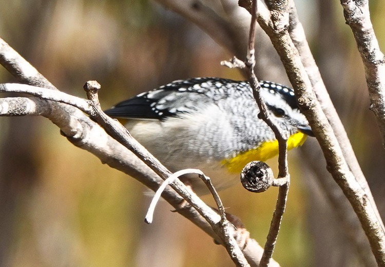 Pardalote Moteado - ML609505907