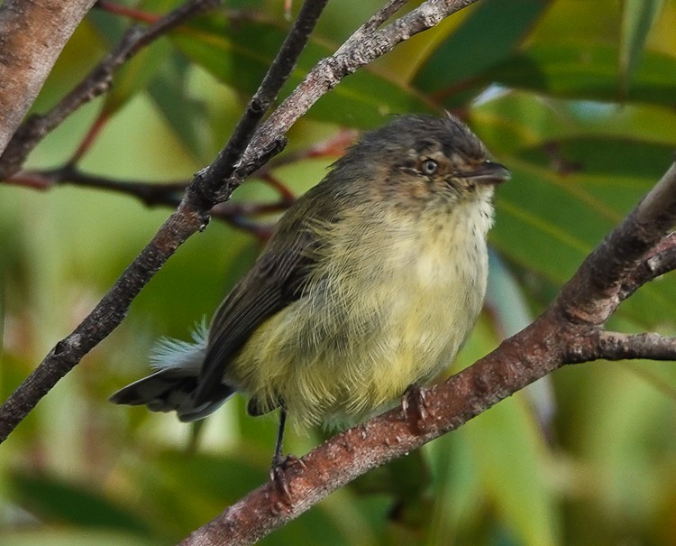 Weebill - ML609505918