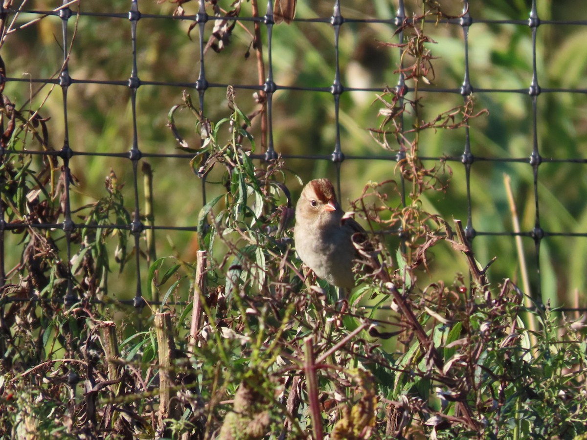 White-crowned Sparrow (leucophrys) - Sam Buttrick