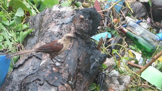 Coucal des Andaman - ML609505988