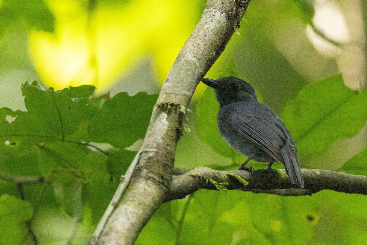 Cinereous Antshrike - Eric VanderWerf