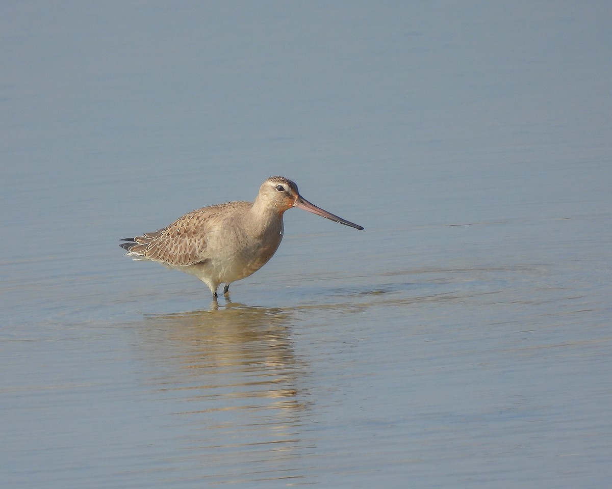 Hudsonian Godwit - ML609506028