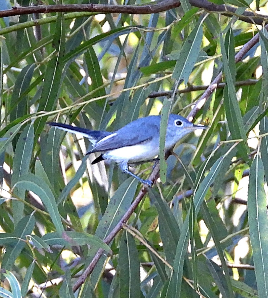 Blue-gray Gnatcatcher - ML609506101