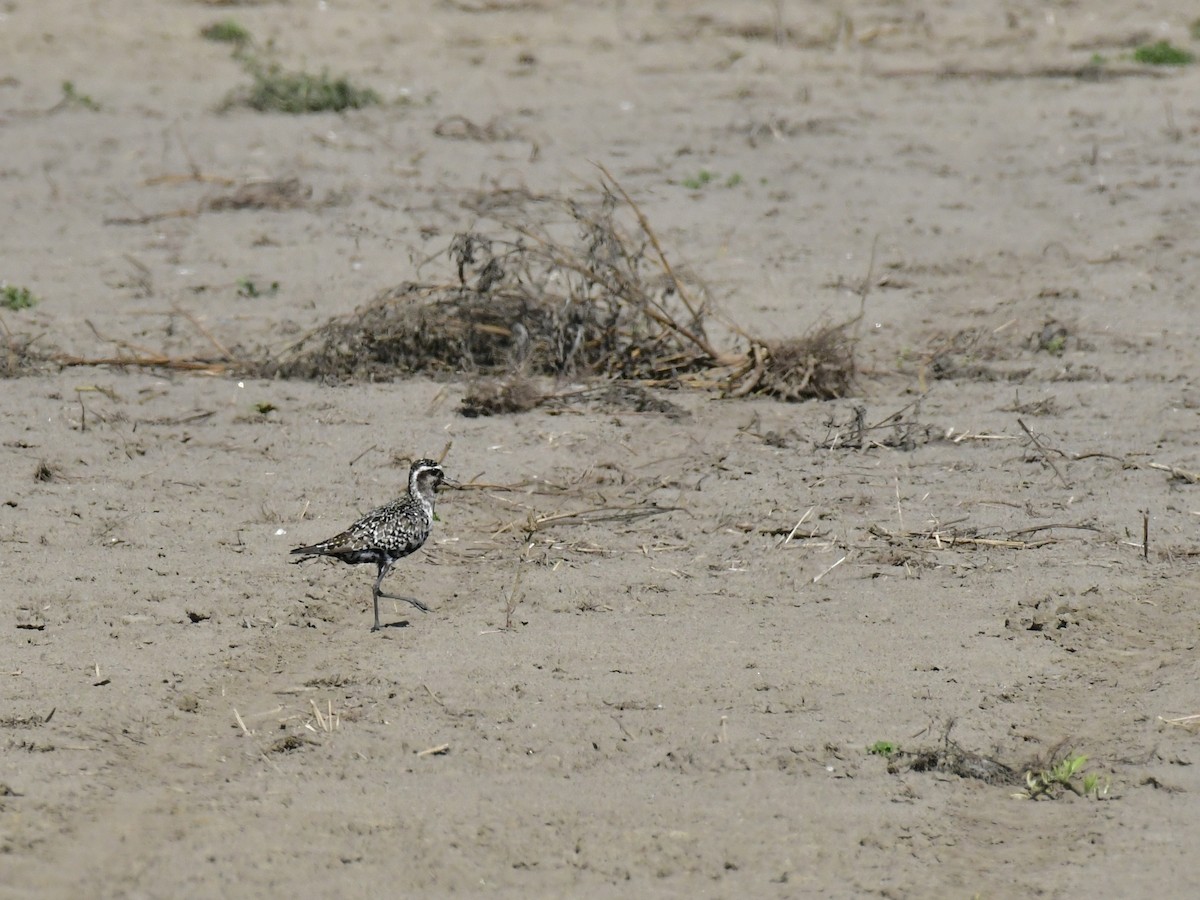 American Golden-Plover - ML609506161