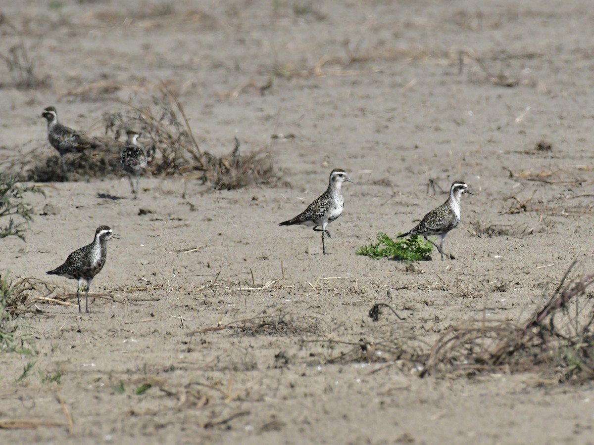 American Golden-Plover - ML609506162