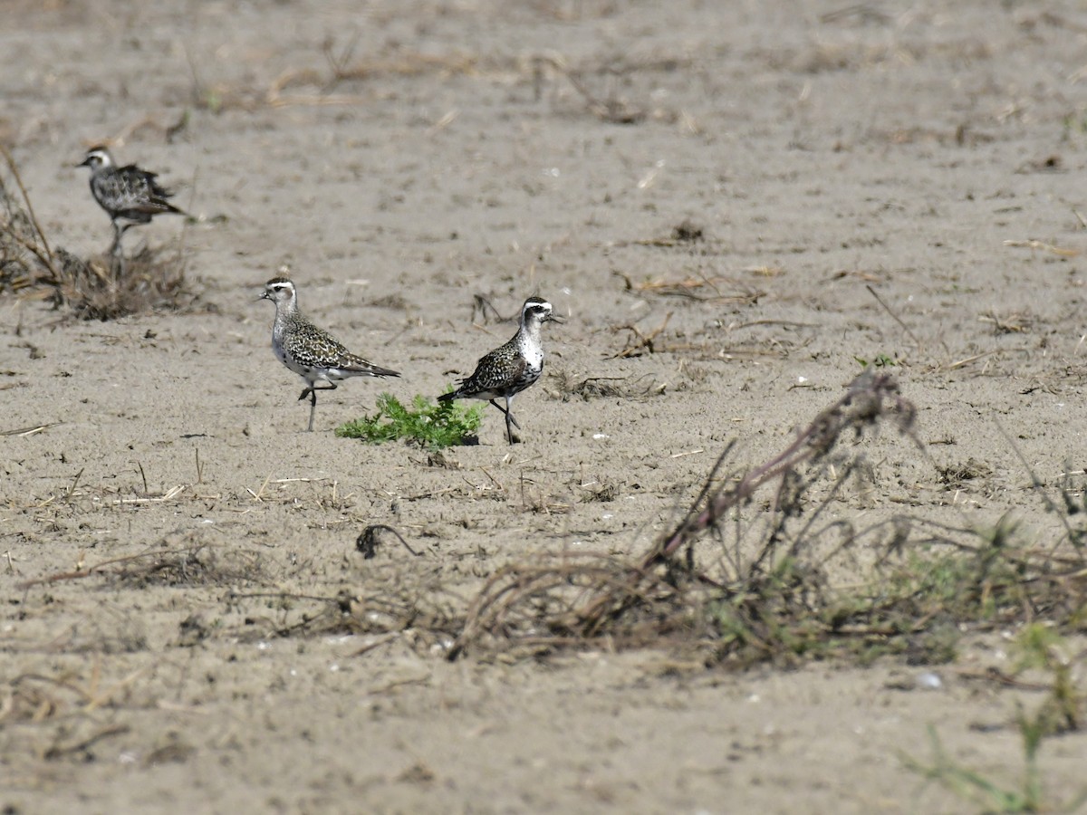 American Golden-Plover - ML609506163