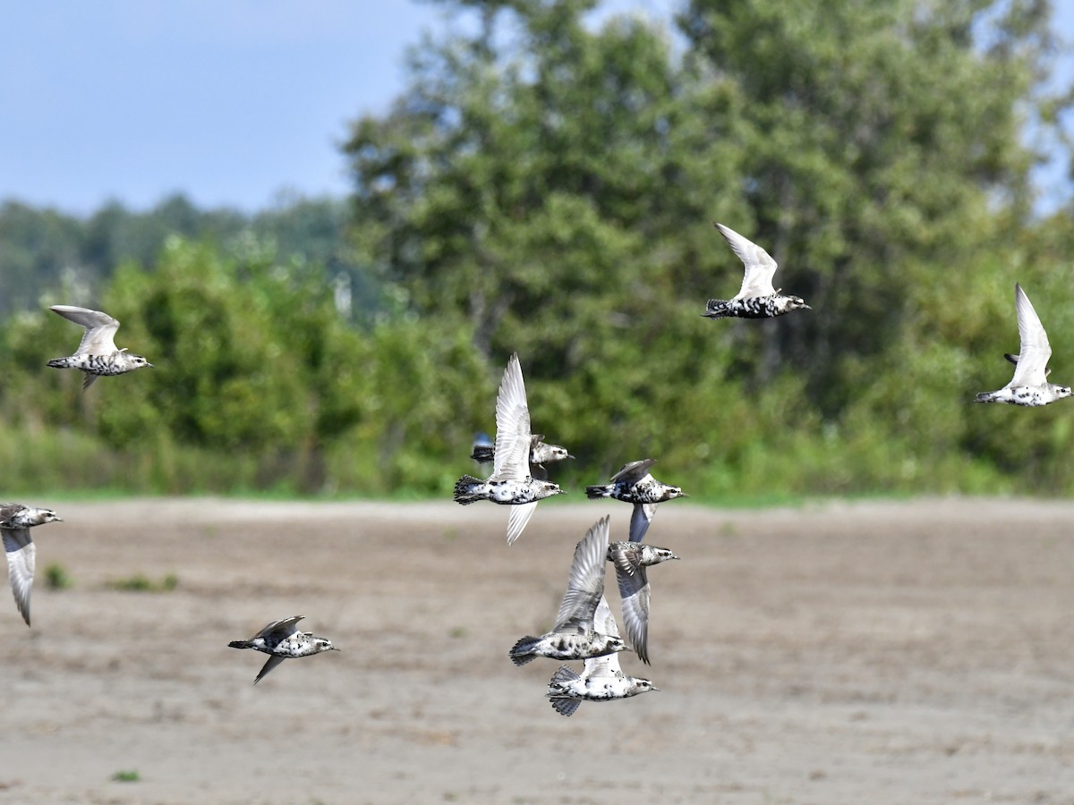 American Golden-Plover - ML609506165