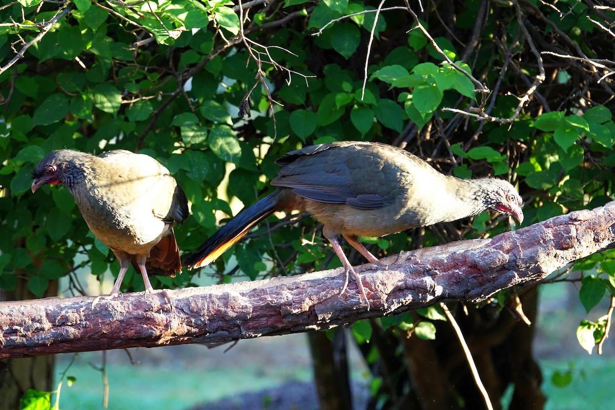 Chachalaca Charata - ML609506166