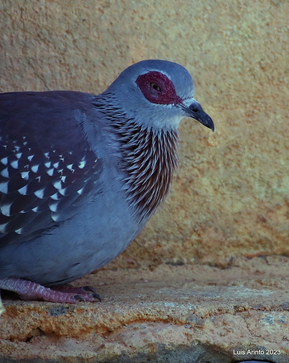 Speckled Pigeon - ML609506195