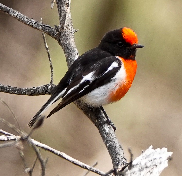 Red-capped Robin - ML609506249