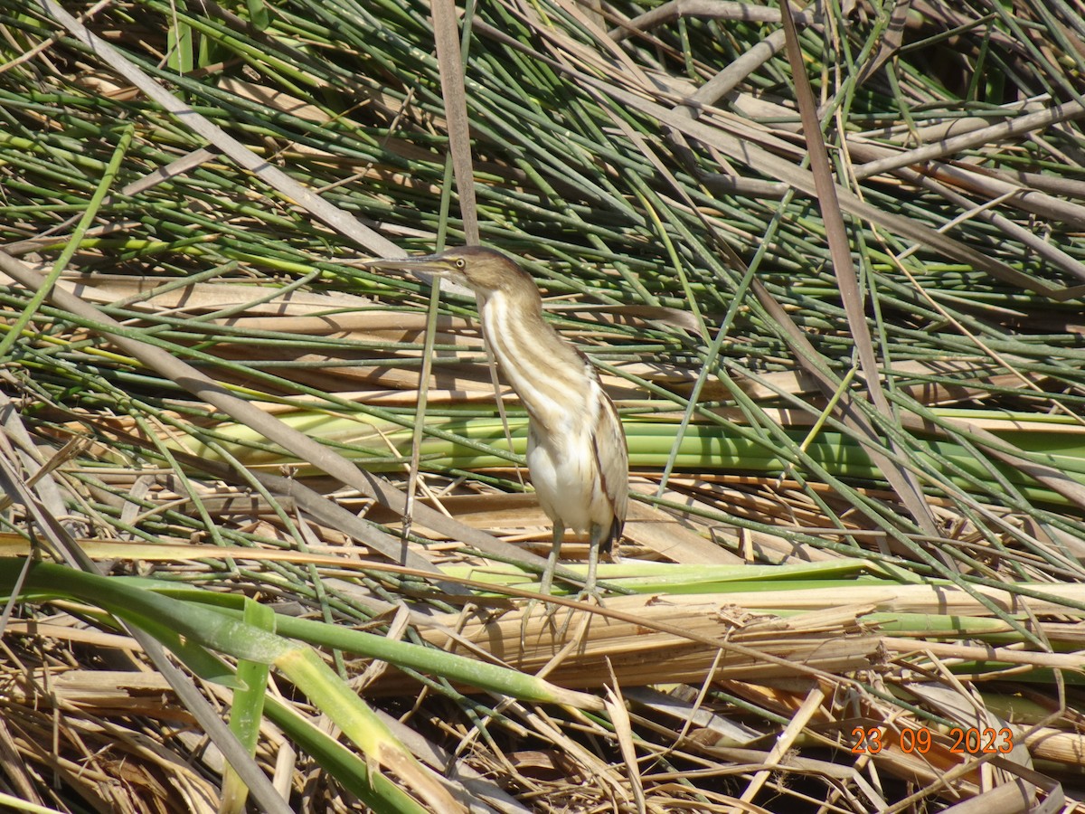 Least Bittern - ML609506253