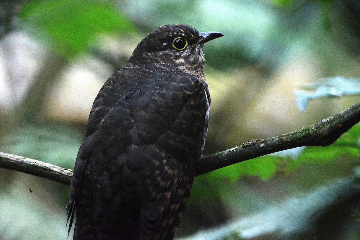 Dusky Long-tailed Cuckoo - ML609506254