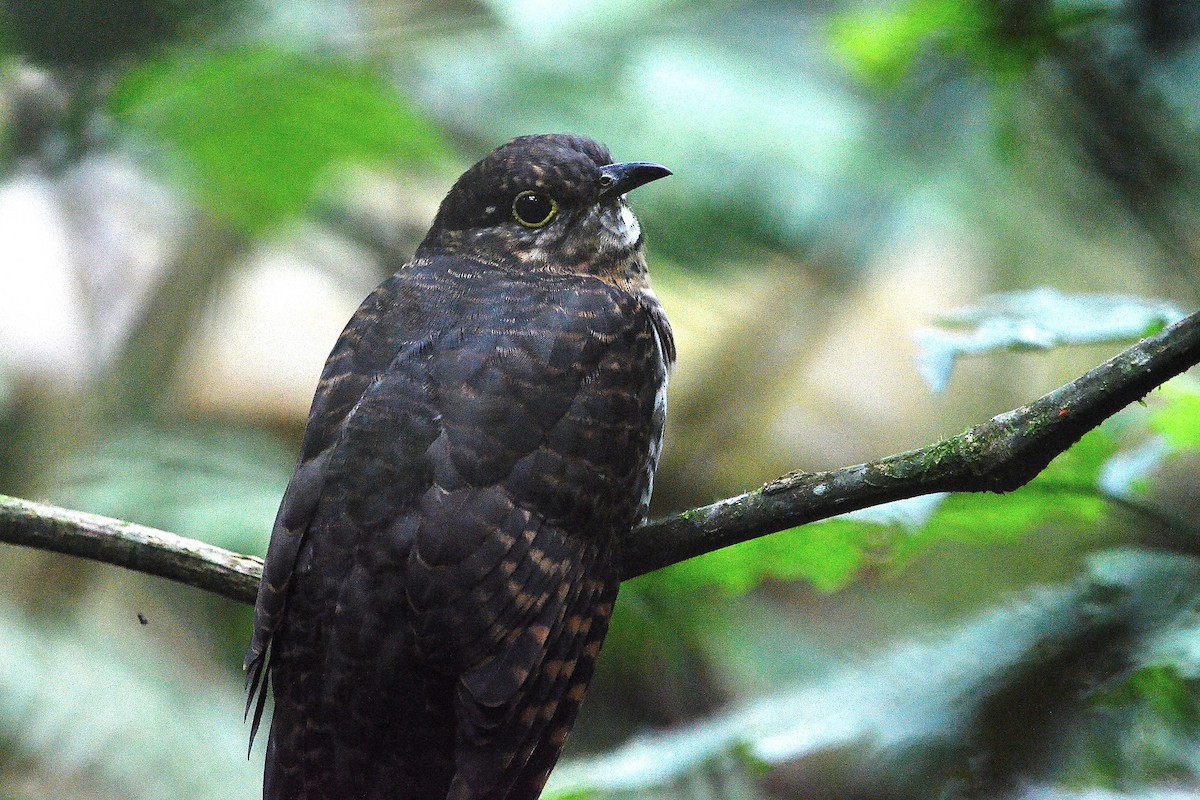 Dusky Long-tailed Cuckoo - ML609506260