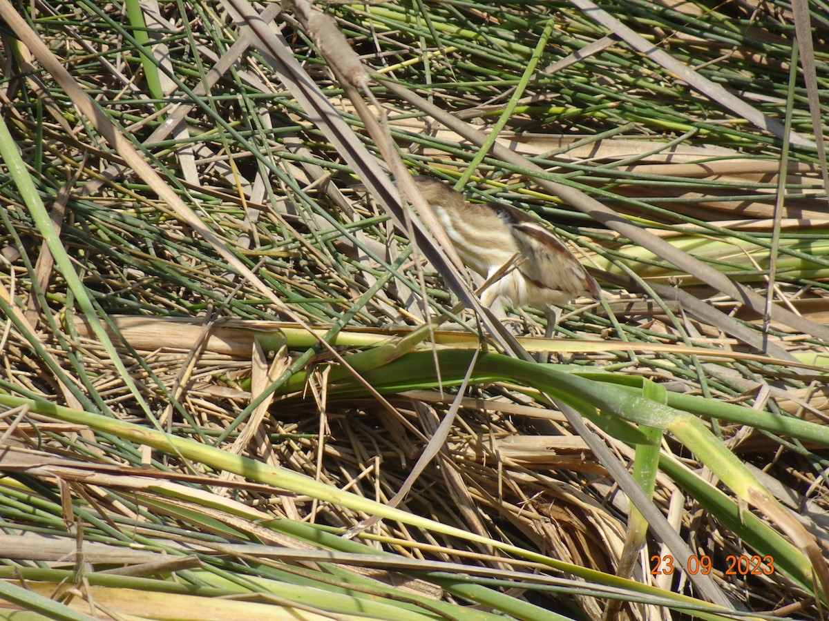 Least Bittern - ML609506262