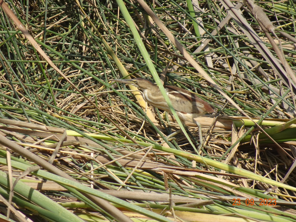 Least Bittern - ML609506273