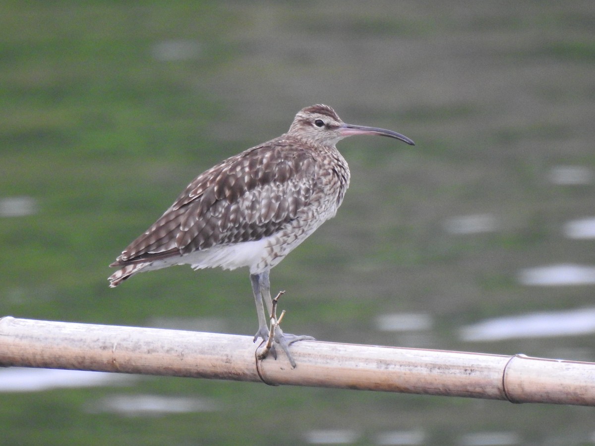 Regenbrachvogel - ML609506338