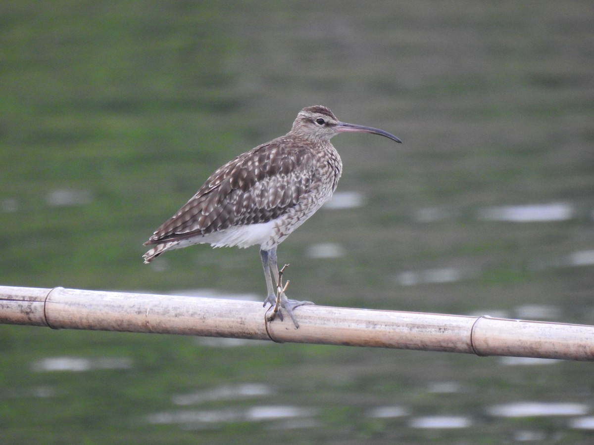 Regenbrachvogel - ML609506376